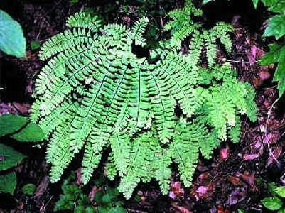 Adiantum pedatum