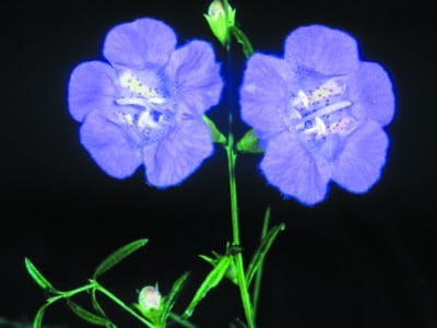 Agalinis purpurea