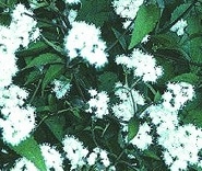 Ageratina altissima var. altissima