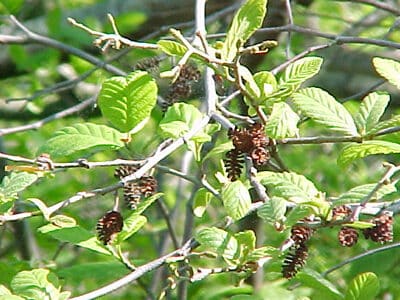 Alnus serrulata