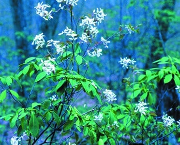 Amelanchier arborea