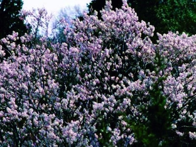 Amelanchier canadensis