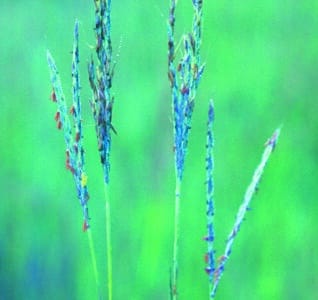 Andropogon gerardii