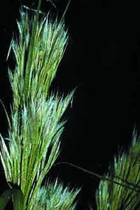 Andropogon glomeratus