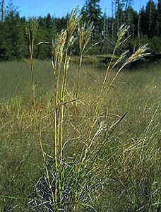 Andropogon virginicus