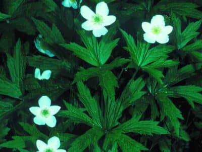 Anemone canadensis