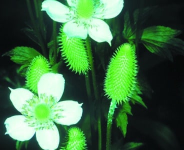 Anemone virginiana