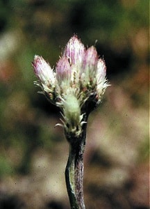 Antennaria neglecta