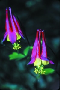 Aquilegia canadensis