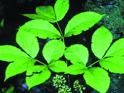 Aralia nudicaulis