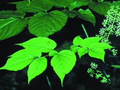 Aralia racemosa