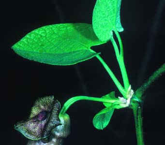 Aristolochia macrophylla