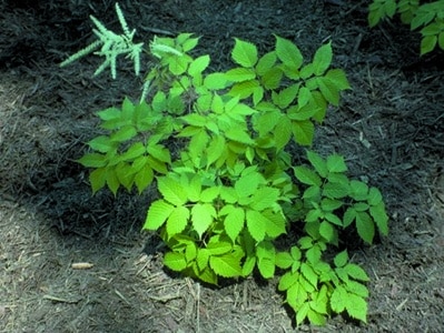 Aruncus dioicus