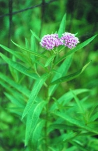 Asclepias incarnata