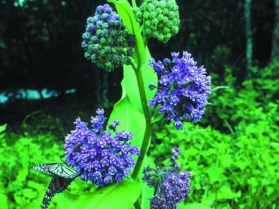 Asclepias syriaca