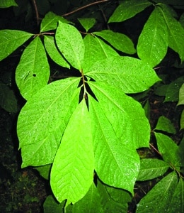 Asimina triloba