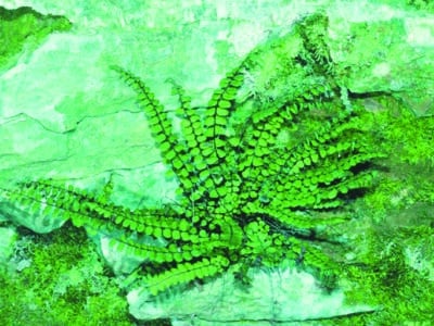 Asplenium platyneuron