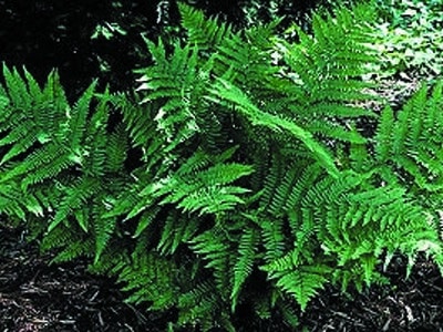 Athyrium filix-femina