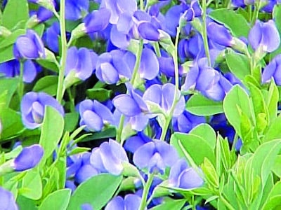 Baptisia australis