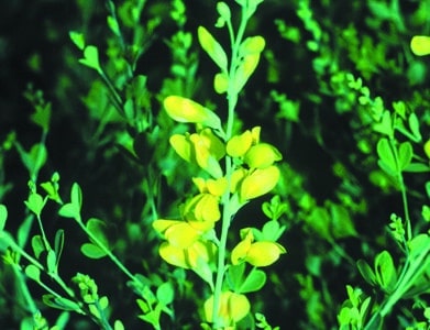 Baptisia tinctoria