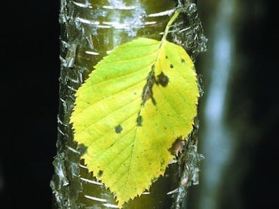 Betula alleghaniensis