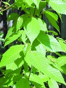 Betula lenta