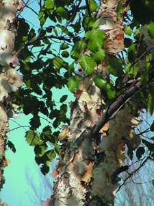 Betula nigra