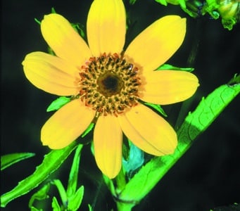 Bidens cernua