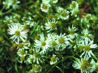 Boltonia asteroides