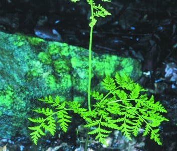 Botrychium virginianum