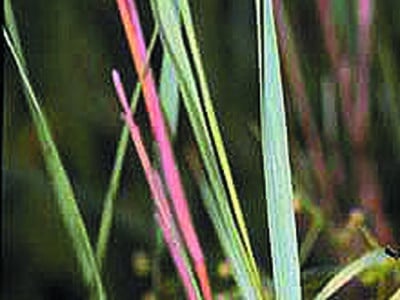 Calamagrostis canadensis