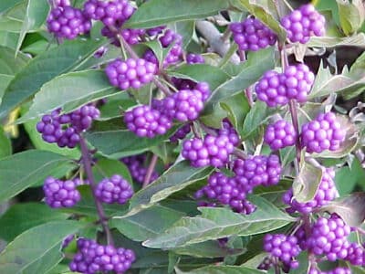 Callicarpa americana