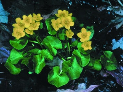 Caltha palustris