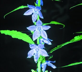 Campanulastrum americanum