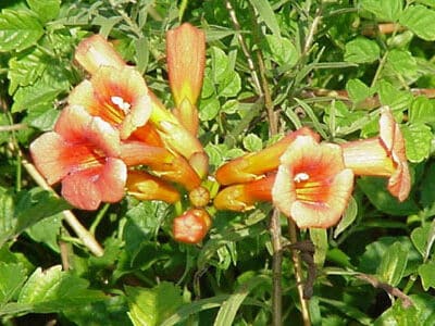 Campsis radicans