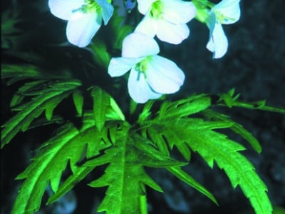 Cardamine concatenata