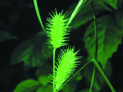 Carex lurida