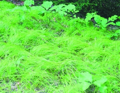 Carex pensylvanica