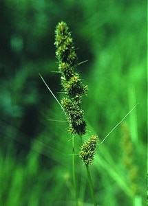 Carex vulpinoidea