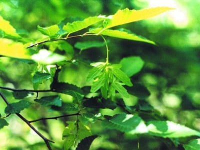 Carpinus caroliniana