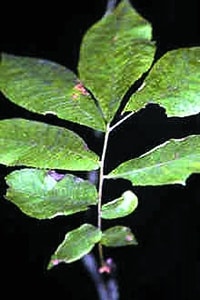 Carya cordiformis