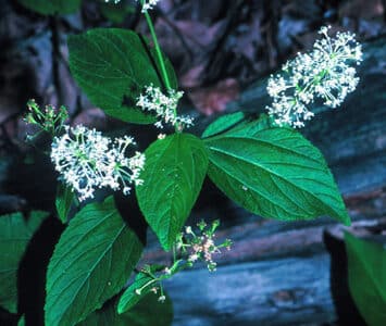 Ceanothus americanus