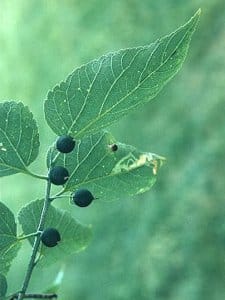 Celtis occidentalis