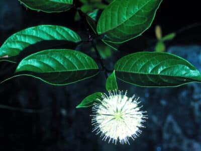 Cephalanthus occidentalis