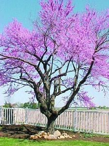 Cercis canadensis