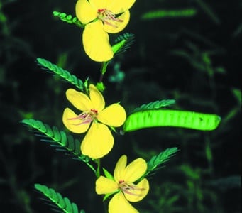 Chamaecrista fasciculata