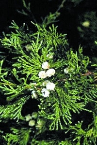 Chamaecyparis thyoides