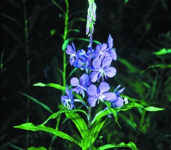 Chamerion angustifolium spp angustifolium