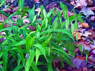 Chasmanthium latifolium