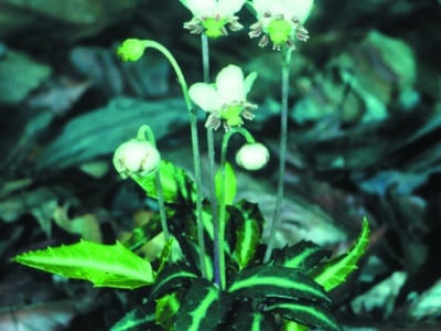 Chimaphila maculata